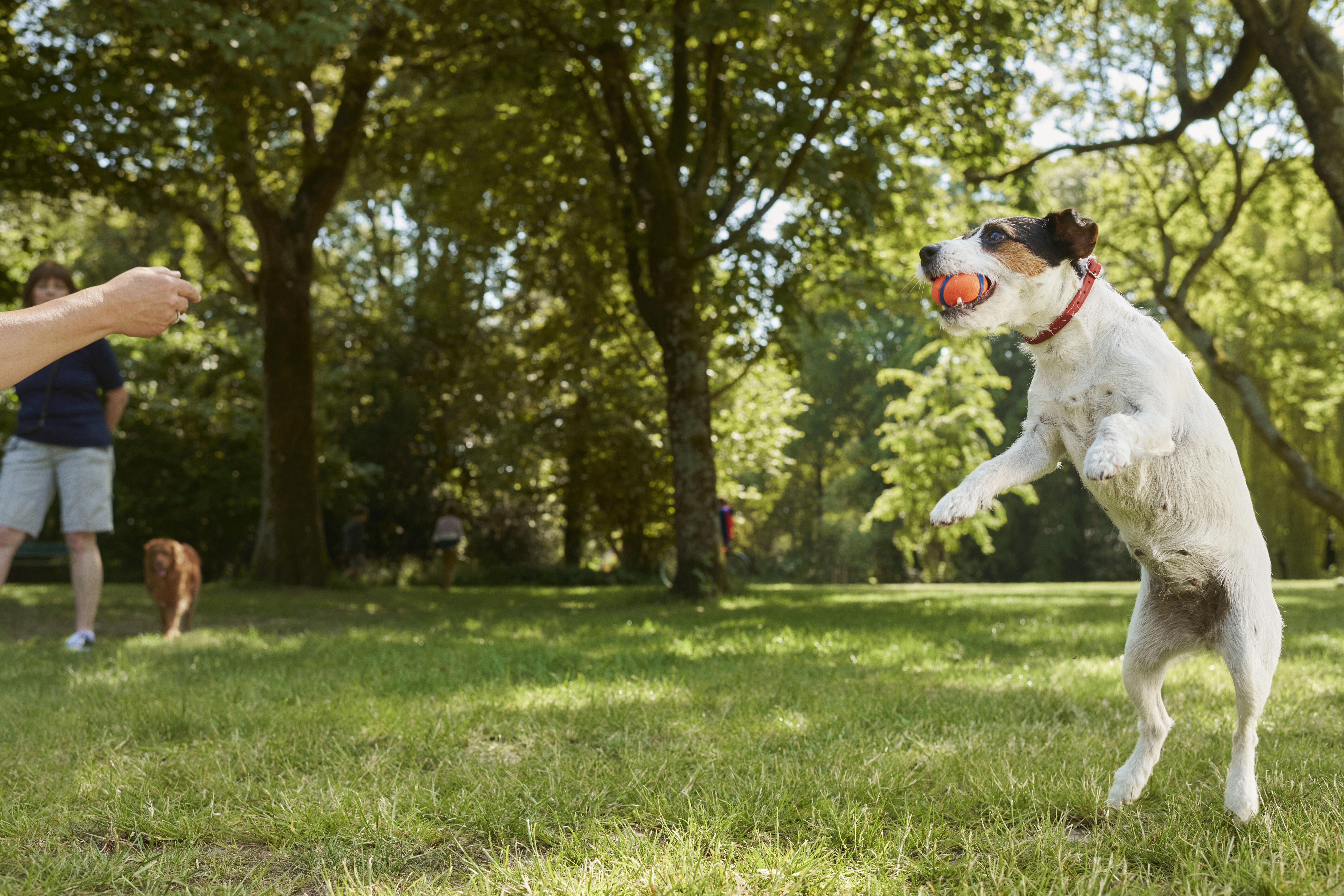 Je hond verzorgen in de lente en zomer Je hond verzorgen in de lente en zomer